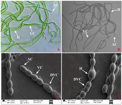 Impact of dehydration on the physiochemical properties of Nostoc calcicola BOT1 and its untargeted metabolic profiling through UHPLC-HRMS